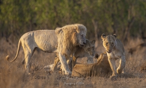 Lion blanc parmi les lionnes