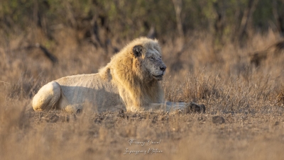 Lion blanc