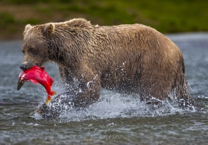 Grizzly et saumon