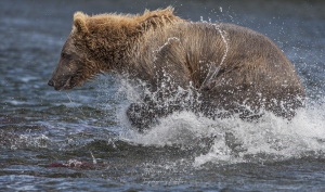 Dans une gerbe d'eau