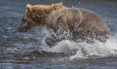 Dans une gerbe d'eau