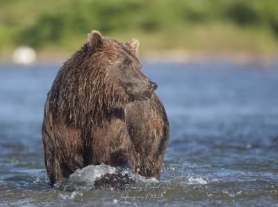 Grizzly
