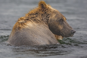 Grizzly