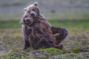 Joute de jeunes grizzlys