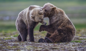 Joute de jeunes grizzlys