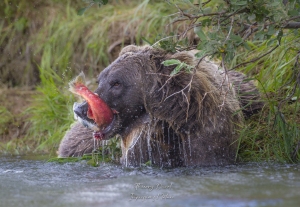 Belle pêche