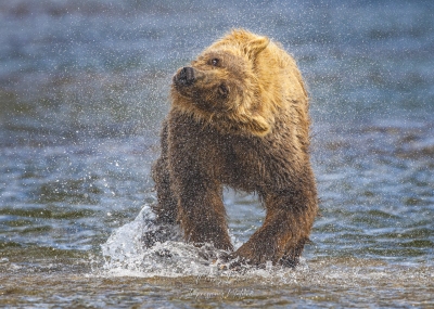 Grizzly se secouant