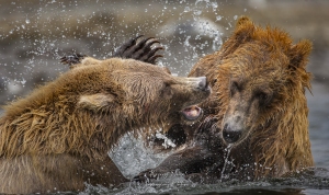 Querelle entre grizzlys
