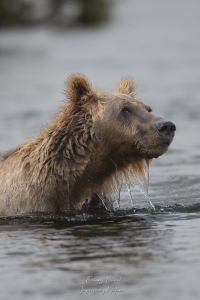 Grizzly