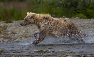 Grizzly en action de pêche