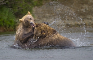 Lutte entre grizzlys