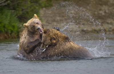 Lutte entre grizzlys