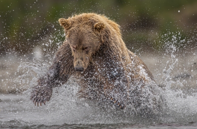 Grand plongeon
