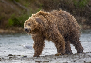Grizzly se secouant