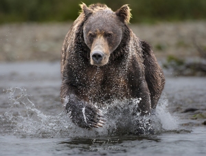 Grizzly imposant