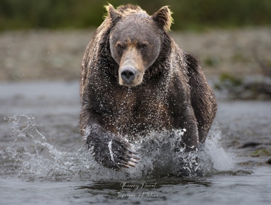 Grizzly imposant