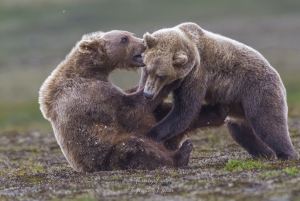 Joute de jeunes grizzlys