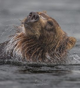 Grizzly se secouant