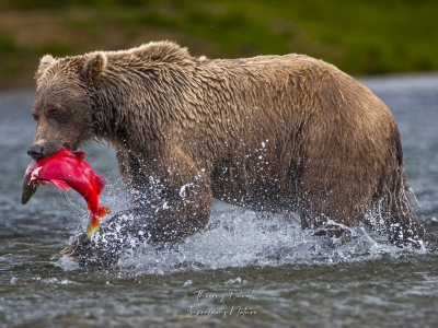 Grizzly et saumon