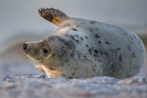 Phoque gris