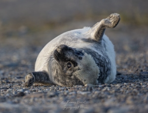 Phoque gris