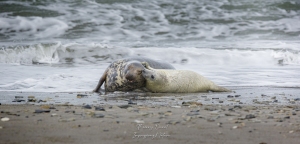 Phoque gris