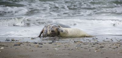 Phoque gris