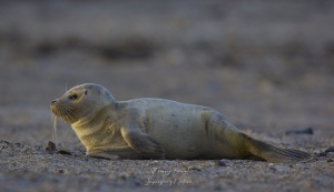 jeune phoque gris