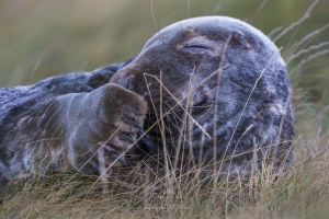 portrait d'un phoque timide