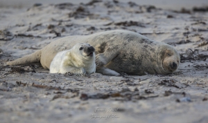 le temps des naissances