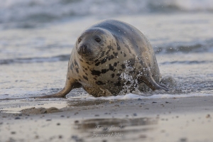 Phoque gris de retour de pêche