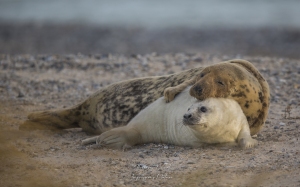 Phoque gris et son jeune
