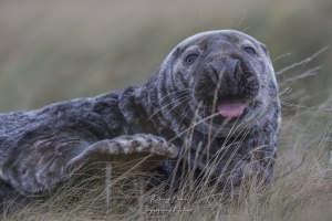 Repos dans les dunes