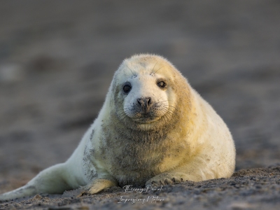 Phoque gris Phoque gris