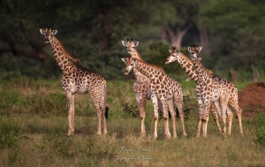 Girafes petit format