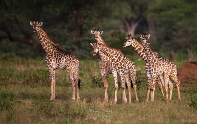 Girafes petit format