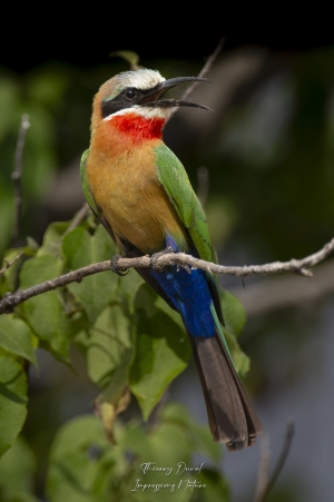 Guépier à front blanc