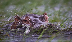 Hippopotame dnas la rivère Chobe
