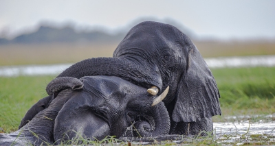 Bain d'éléphants