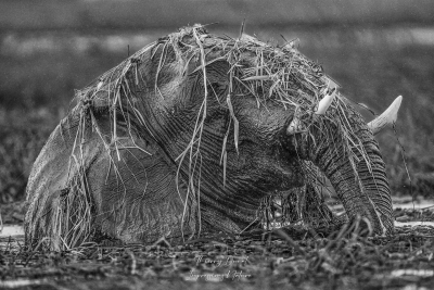 Bain d'éléphant dans la rivière Chobe