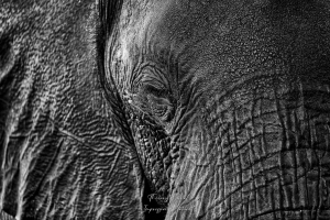 portrait en noir et blanc