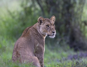 Portrait de lionne