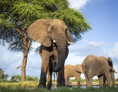 Eléphant au point d'eau