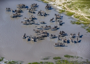 Zèbres au coeur de l'Okavango