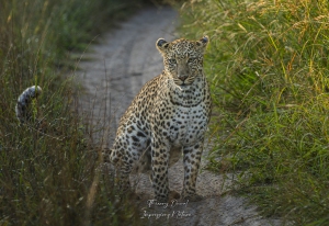 Léopard prenant la pose