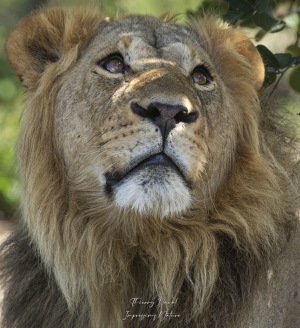 Lion rêveur