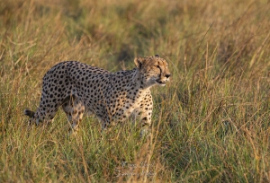 Guépard dans le Moremi