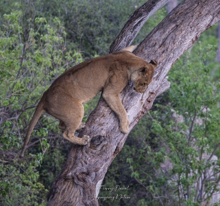 Lionne grimpant à l'arbre
