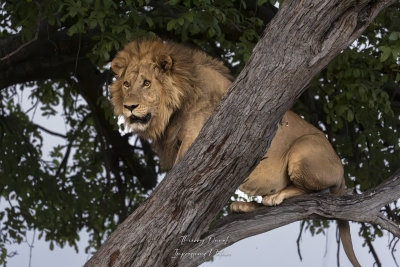 Lion dans un arbre