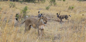 La lionne et les lycaons